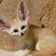 Illustration for article titled A message from team fennec fox.